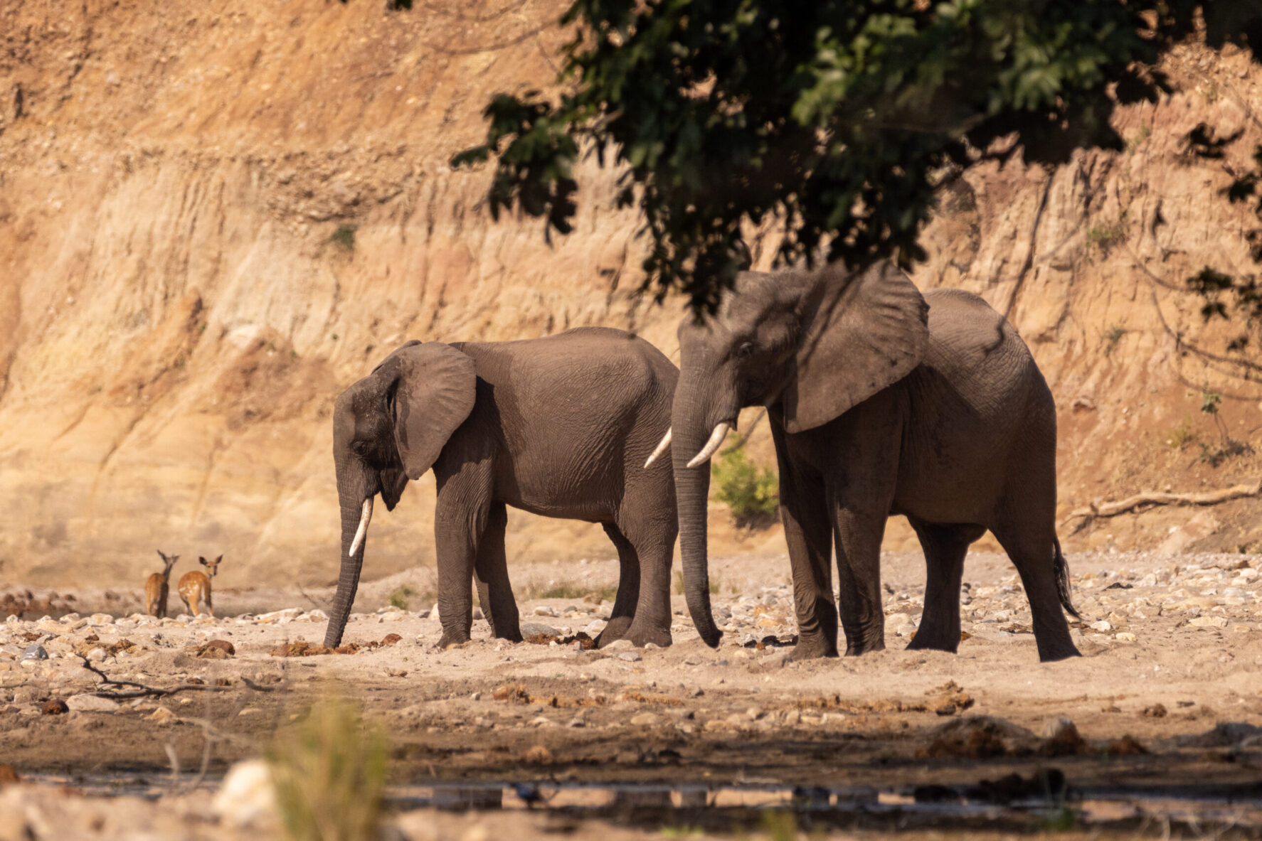 African Elephants in Chewore South, Zimbabwe